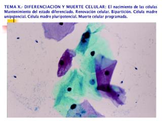 10- diferenciación celular.pdf